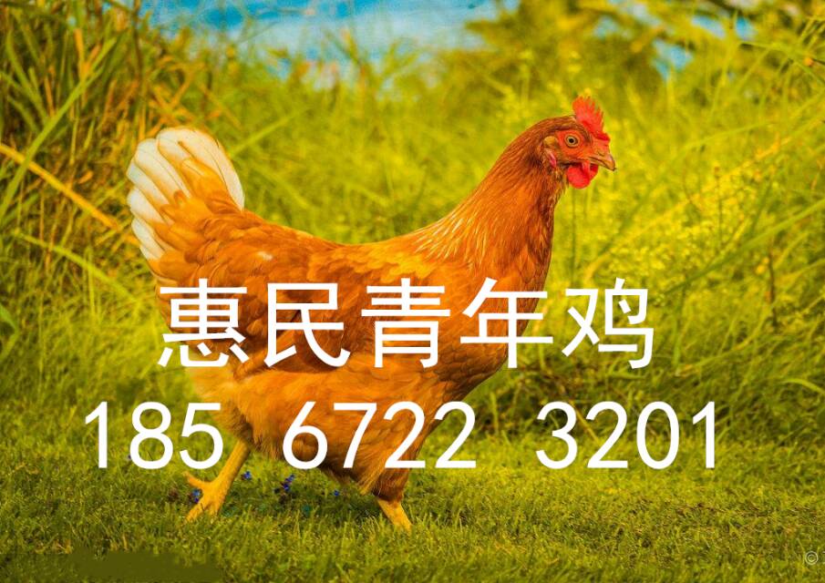 2019年60天海蘭褐青年雞報價