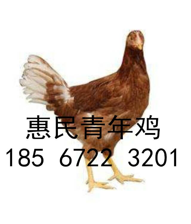 50日齡海蘭灰青年雞報價