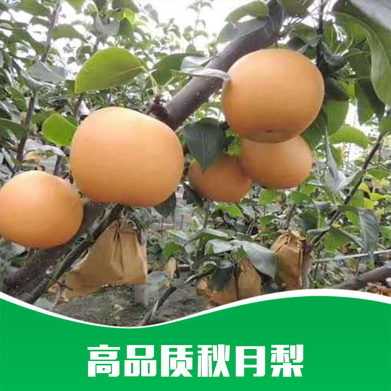 秋月梨 秋月梨基地 秋月梨批發(fā)