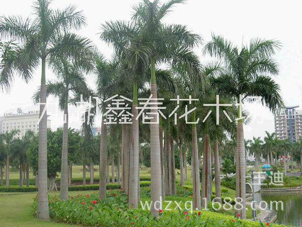 供應大王椰價格,福建漳州大王椰產(chǎn)地直銷,公園綠化,小區(qū)綠化