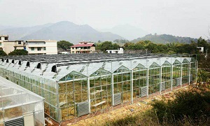 陽光板溫室大棚造價