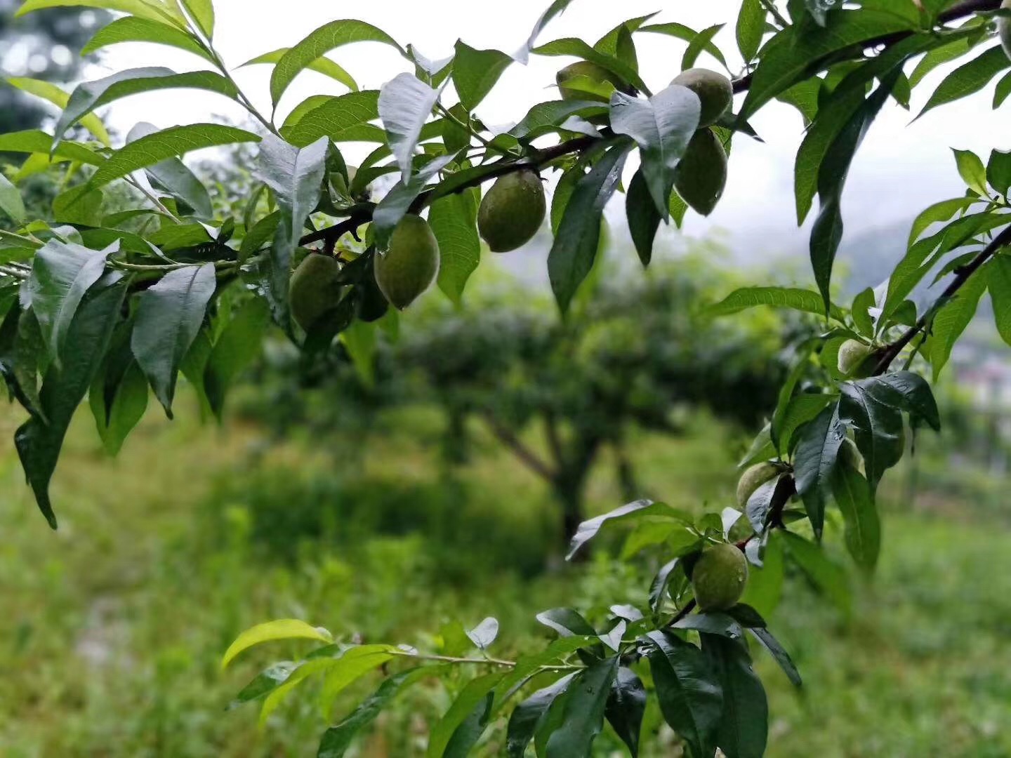 炎陵黃炎陵黃桃，不只是甜！誰吃誰知道哦！桃，不只是甜！誰吃誰知道哦