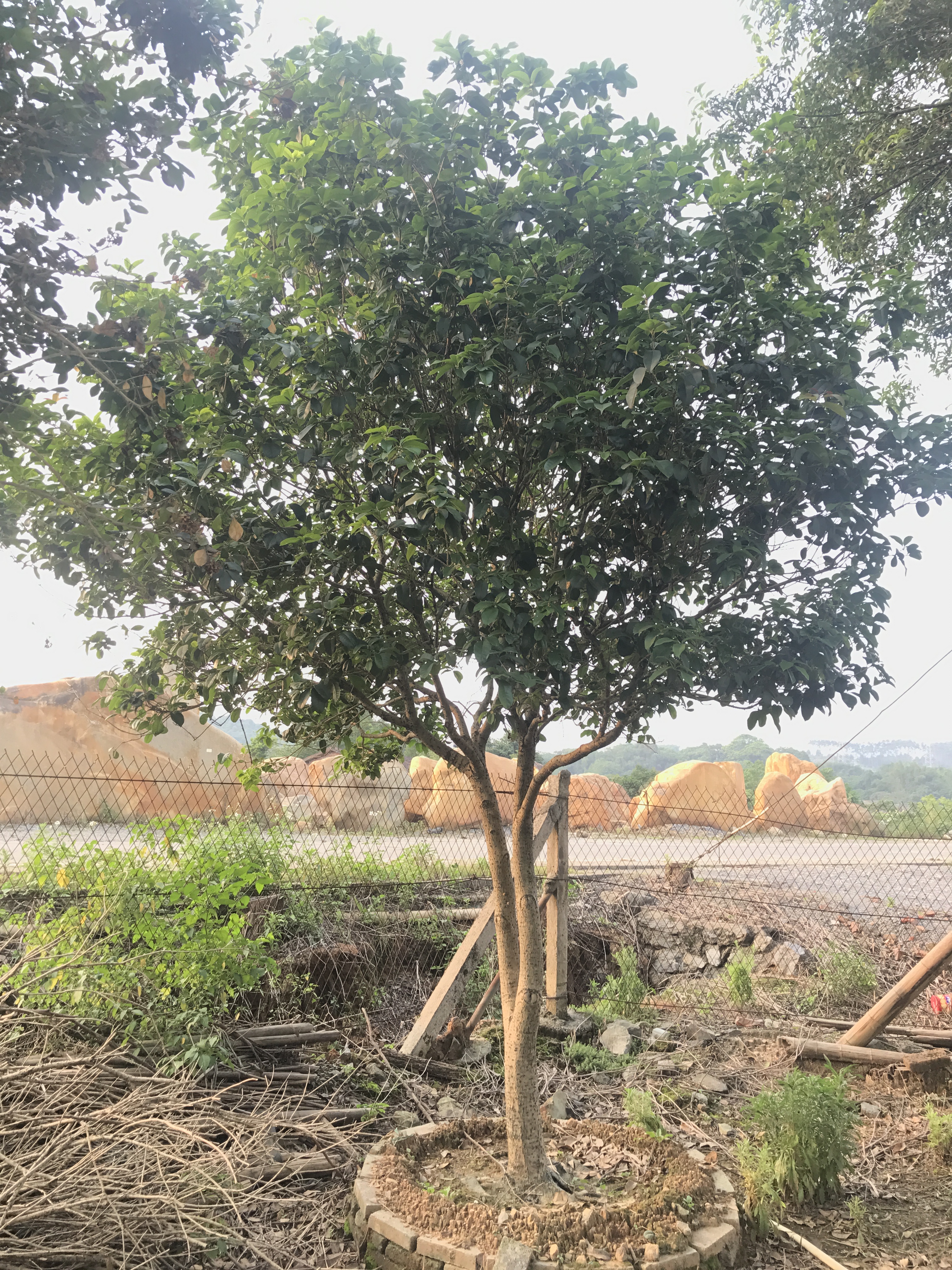 桂花廣東小四季桂基地直銷|種植基地報(bào)價(jià)|批發(fā)價(jià)格|供應(yīng)電話地址|圖片|品種齊全|價(jià)格合理|童叟無欺