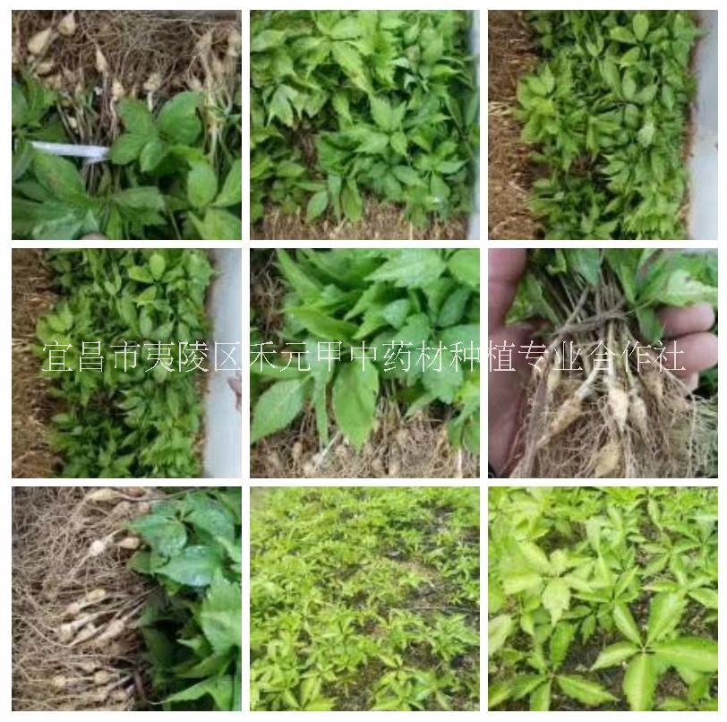 竹節(jié)參白三七野三七種植基地