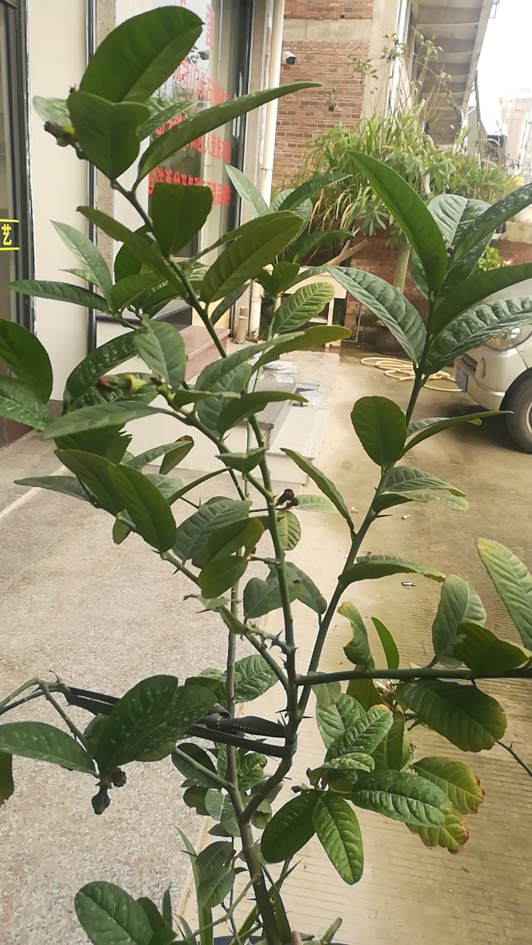 佛手種植技術(shù)
