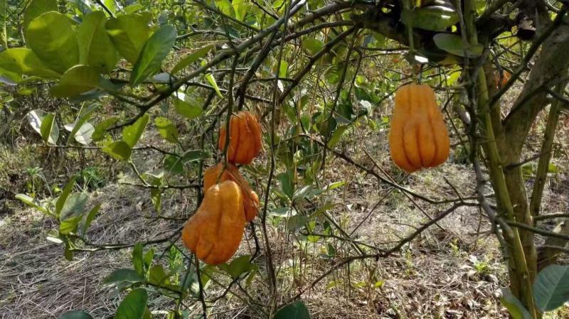 佛手種植技術(shù)