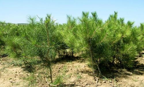 油松苗價格_批發(fā)基地