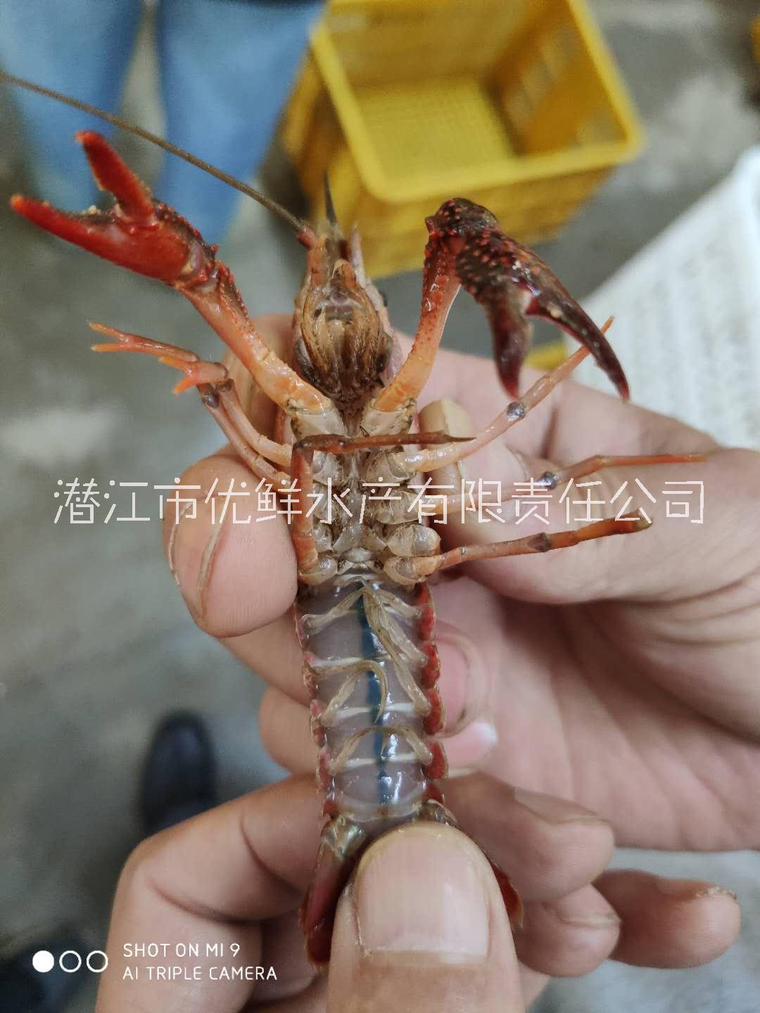 安徽阜陽 小龍蝦批發(fā) 大量供應