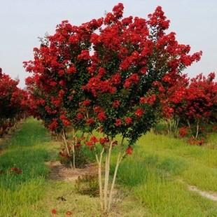 百日紅苗種植基地_百日紅批發(fā)