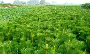 油松苗價格_批發(fā)基地