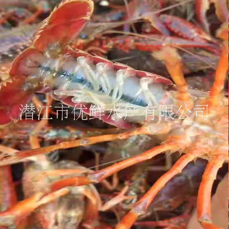 北京 小龍蝦批發(fā) 廠家直銷