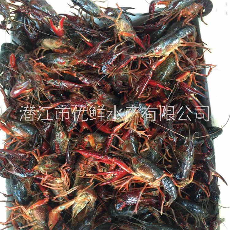 北京 小龍蝦批發(fā) 廠家直銷