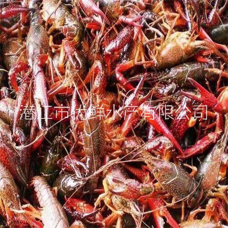 北京 小龍蝦批發(fā) 廠家直銷