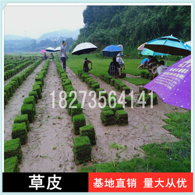 常德馬尼拉草皮卷批發(fā)價(jià)，常德馬尼拉草皮卷報(bào)價(jià)價(jià)格，常德專業(yè)培育馬尼拉草皮卷種植基地