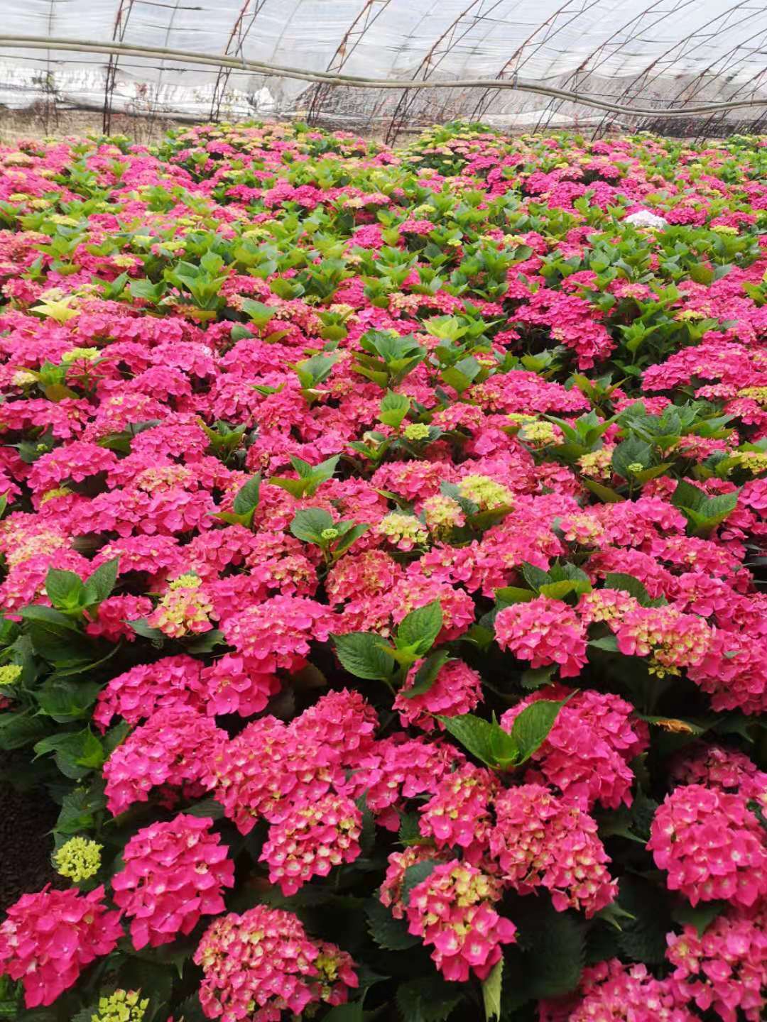 山東繡球花生產廠家/繡球花價格/繡球花批發(fā)/養(yǎng)殖繡球花/繡球花品種