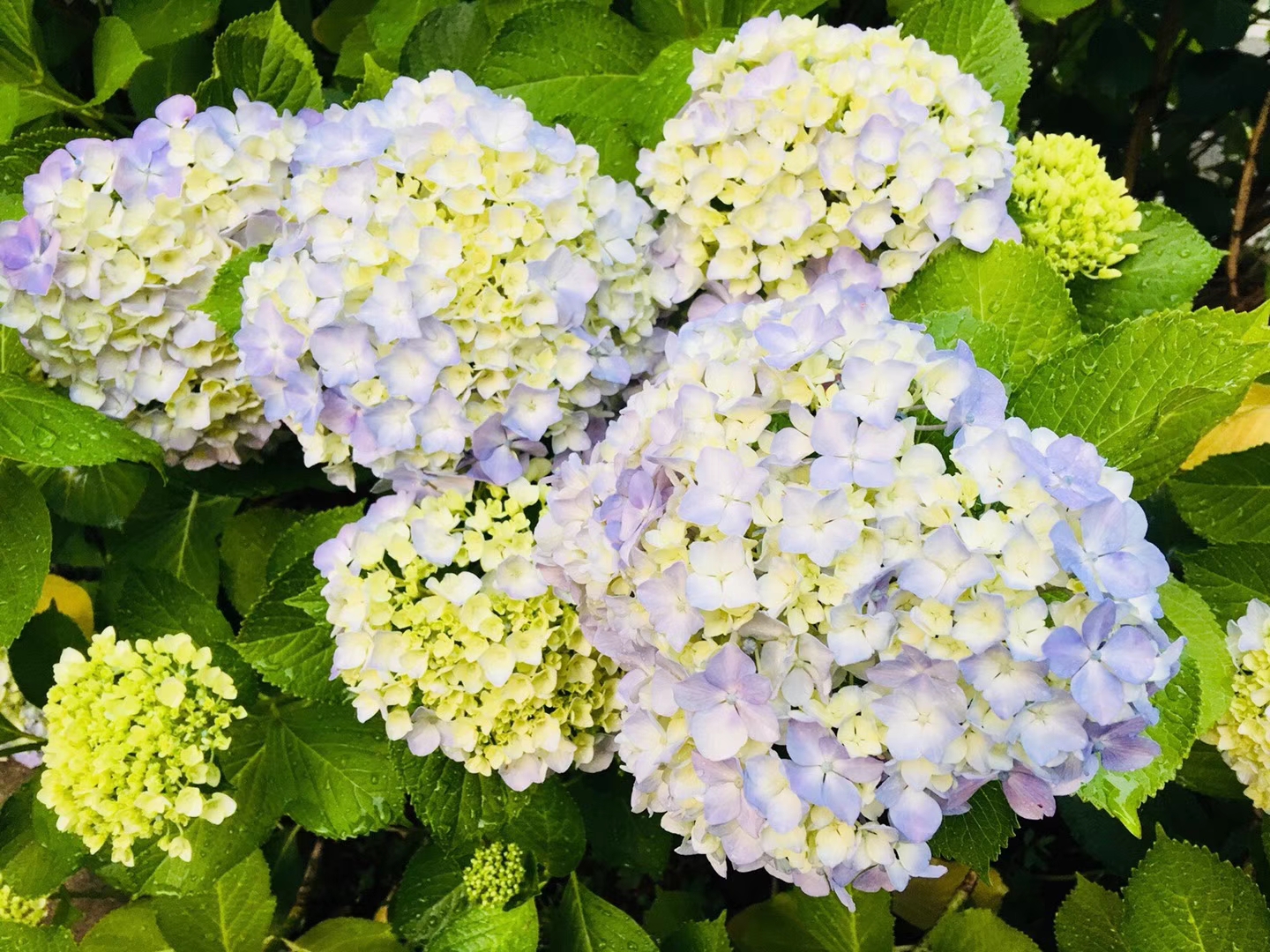 山東繡球花生產廠家/繡球花價格/繡球花批發(fā)/養(yǎng)殖繡球花/繡球花品種