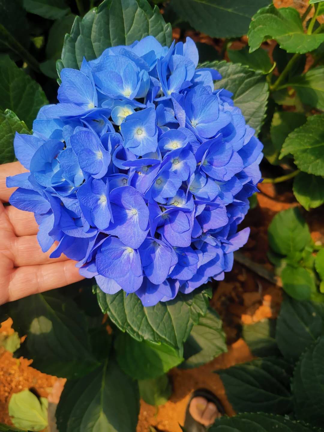山東繡球花生產廠家/繡球花價格/繡球花批發(fā)/養(yǎng)殖繡球花/繡球花品種