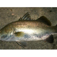 廣東湛江金目爾魚養(yǎng)殖基地-【忠海潤(rùn)海水魚苗養(yǎng)殖】