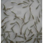 廣東湛江烏頭魚苗養(yǎng)殖基地-【忠海潤海水魚苗養(yǎng)殖】