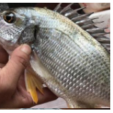 廣東湛江黃腳立魚養(yǎng)殖基地-【忠海潤(rùn)海水魚苗養(yǎng)殖】