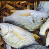 廣東湛江黃腳立魚養(yǎng)殖基地-【忠海潤(rùn)海水魚苗養(yǎng)殖】