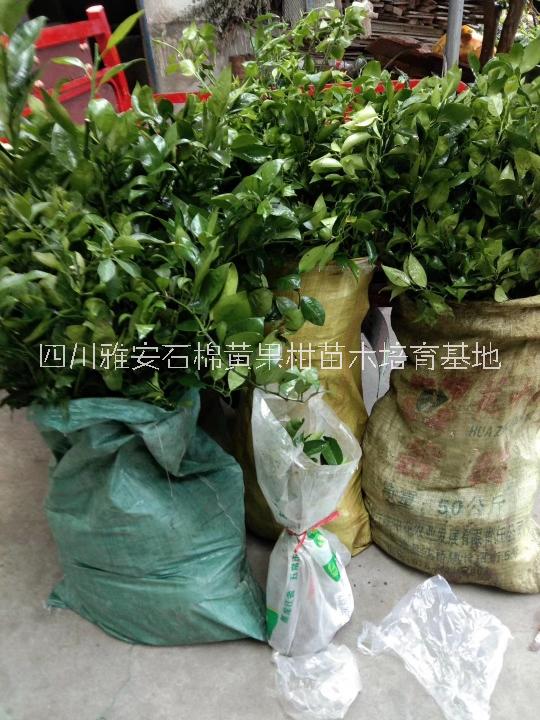 黃果柑柑苗木優(yōu)質(zhì)供應(yīng)商