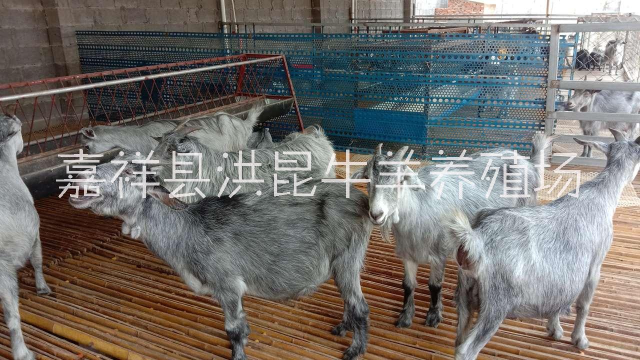嘉祥縣洪昆青山羊養(yǎng)殖場(chǎng)