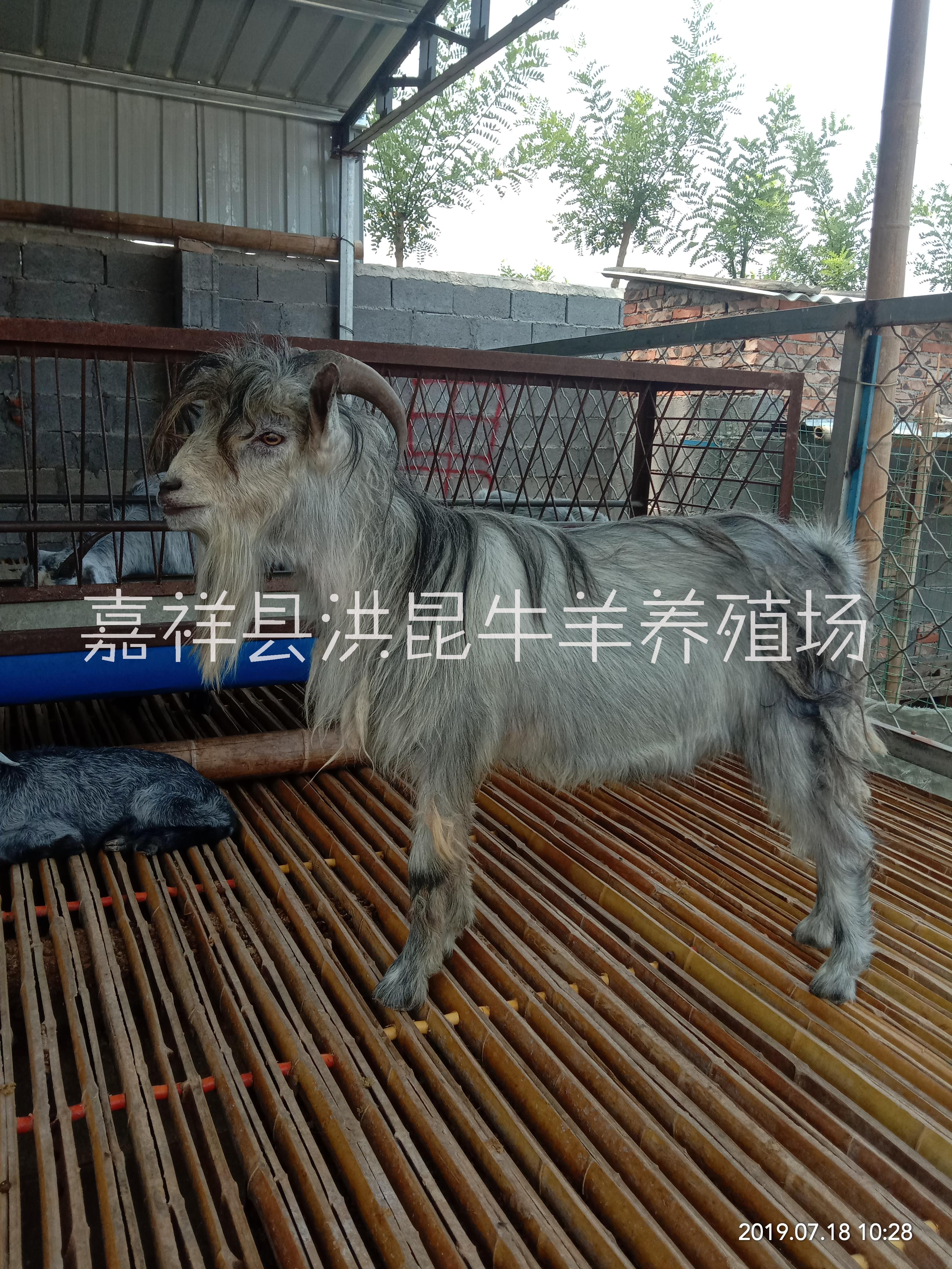 嘉祥縣洪昆青山羊養(yǎng)殖場(chǎng)