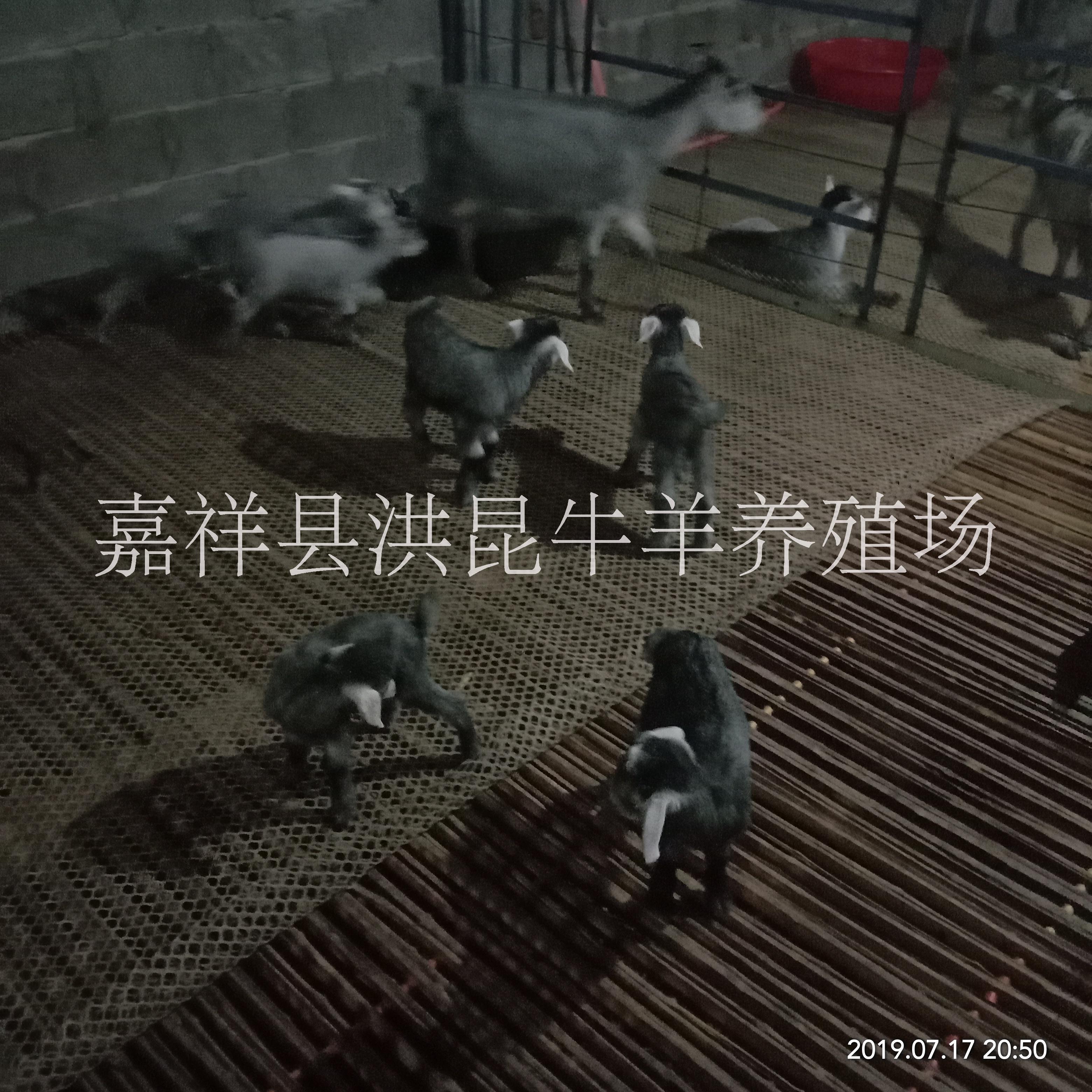 嘉祥縣洪昆青山羊養(yǎng)殖場(chǎng)