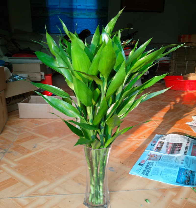 武漢陽臺(tái)綠植定制花園設(shè)計(jì)鐵藝風(fēng)格，北歐風(fēng)格花卉盆栽私人設(shè)計(jì)