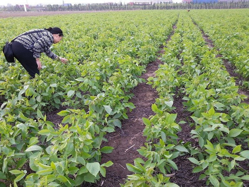 冠核一號(hào)薄皮核桃苗 純種嫁接 紙皮核桃苗