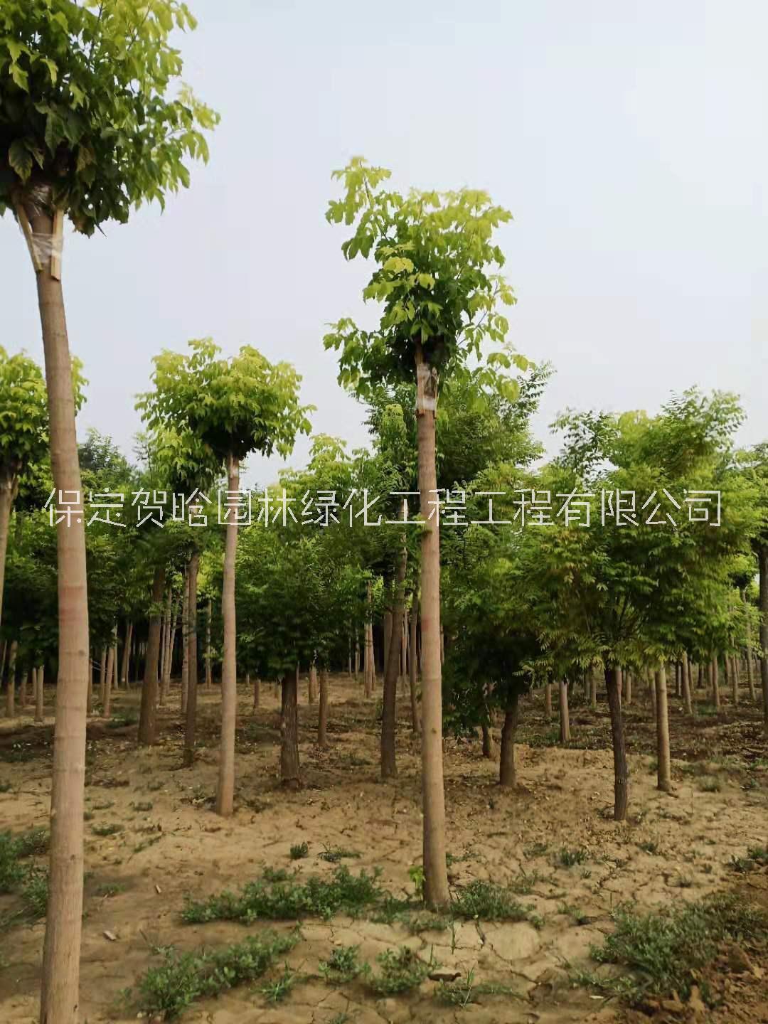 保定金葉復(fù)葉戚基地_苗木價(jià)格_批發(fā)基地