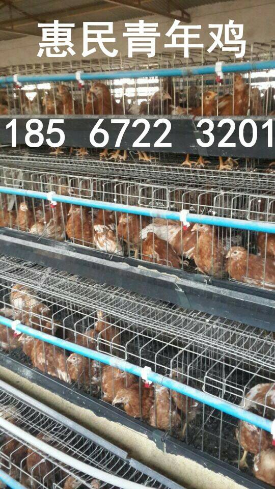 青年雞養(yǎng)殖場(chǎng),鶴壁青年雞養(yǎng)殖場(chǎng),鶴壁青年雞養(yǎng)殖場(chǎng)位置