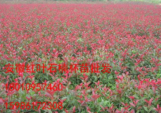 安徽紅葉石楠綠化幼苗圖片/紅葉石楠綠化幼苗生產(chǎn)基地/紅葉石楠綠化幼苗供應(yīng)/紅葉石楠綠化幼苗批發(fā)/紅葉石楠綠化幼苗報(bào)價(jià)