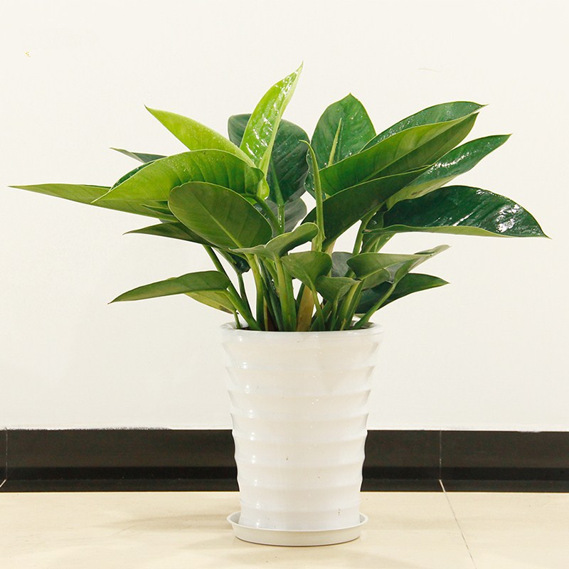 武漢苗木基地草花園林綠化用花灌木苗工程庭院小區(qū)別墅彩葉植物