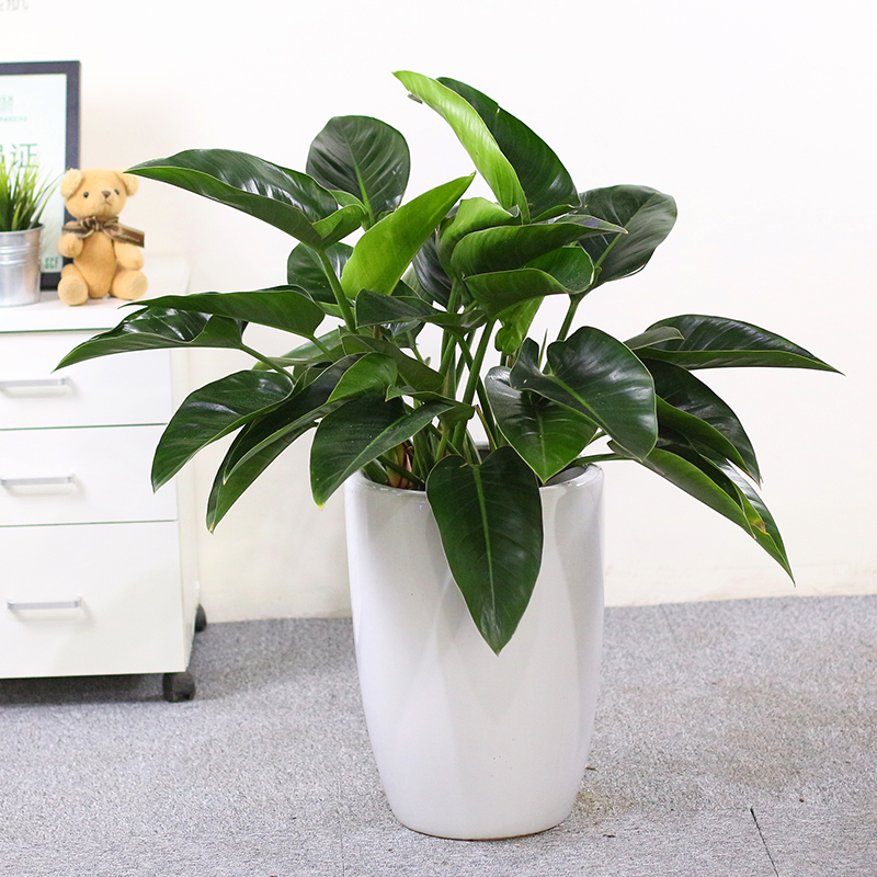 武漢苗木基地草花園林綠化用花灌木苗工程庭院小區(qū)別墅彩葉植物