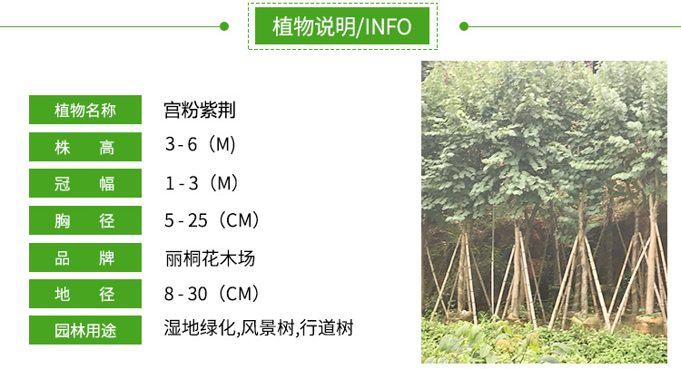 佛山苗木基地大量自產(chǎn)自銷紅花紫荊