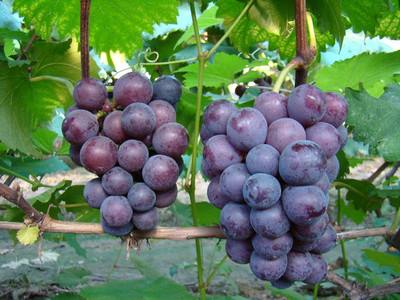 宏鴻集團(tuán)--長(zhǎng)沙地區(qū)食堂配送-長(zhǎng)沙地區(qū)-葡萄配送