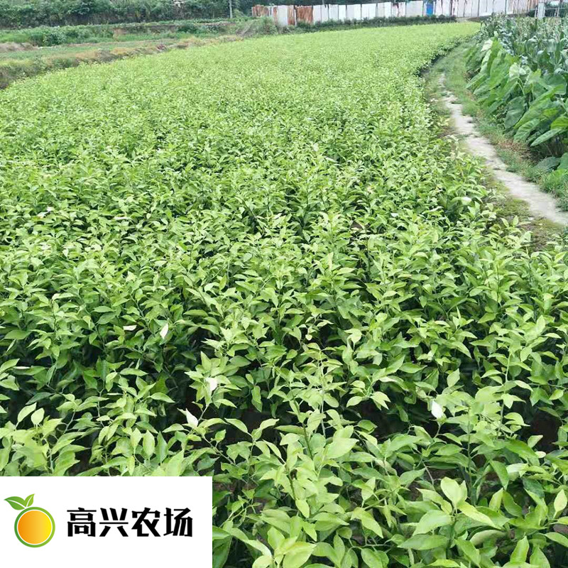 優(yōu)質(zhì)紅美人柑橘苗 象山紅美人基地*批發(fā)零售  紅美人柑橘苗 愛媛28