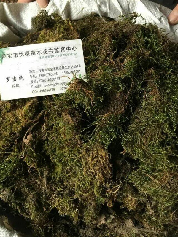 供應青苔 鮮苔蘚500噸
