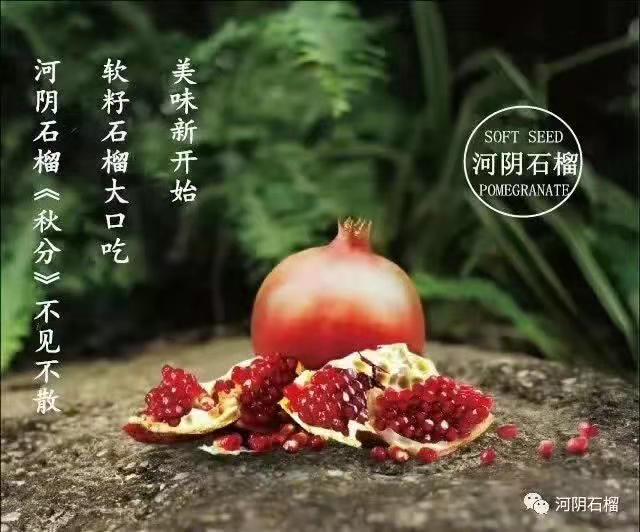 河陰石榴種植園批發(fā)商—種植—供應(yīng)商