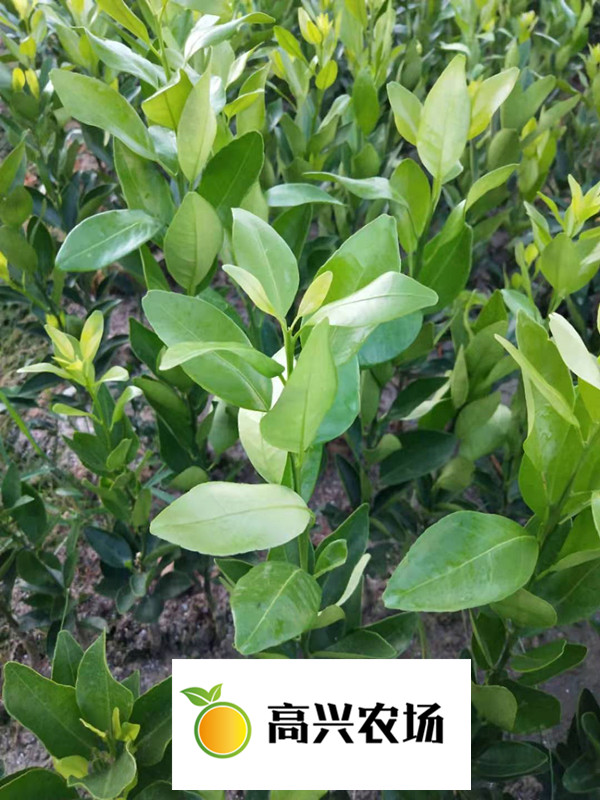 媛紅椪柑 優(yōu)質象山媛紅椪柑苗