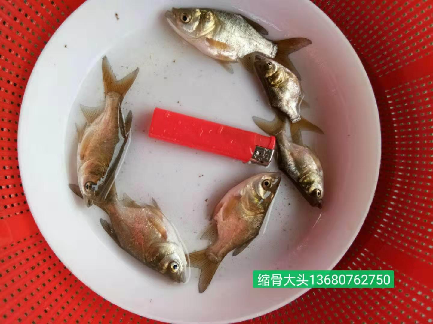 河源市縮骨大頭苗廠家-供應(yīng)商-批發(fā)