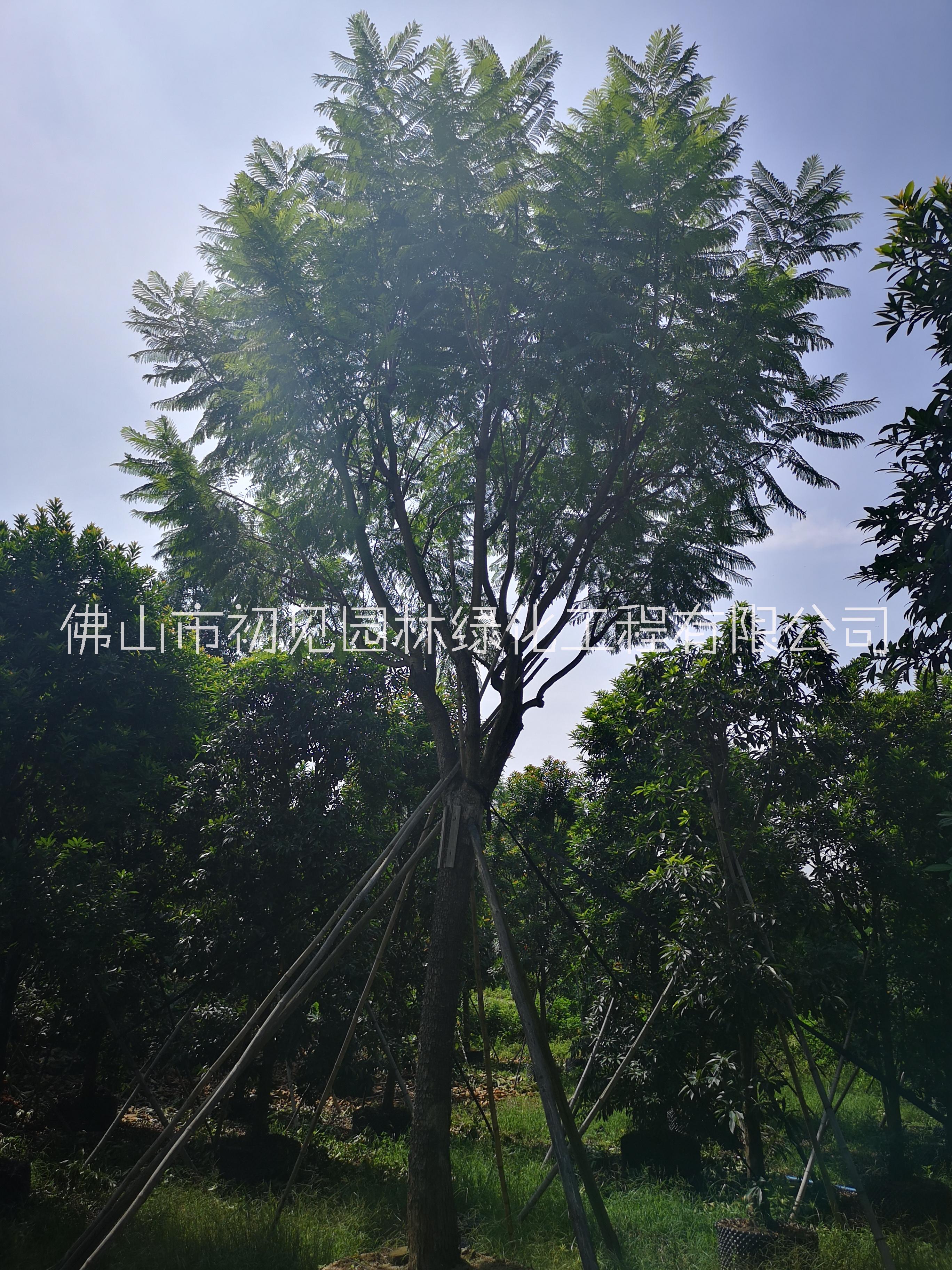 佛山初見園林大量自產(chǎn)自銷苗木
