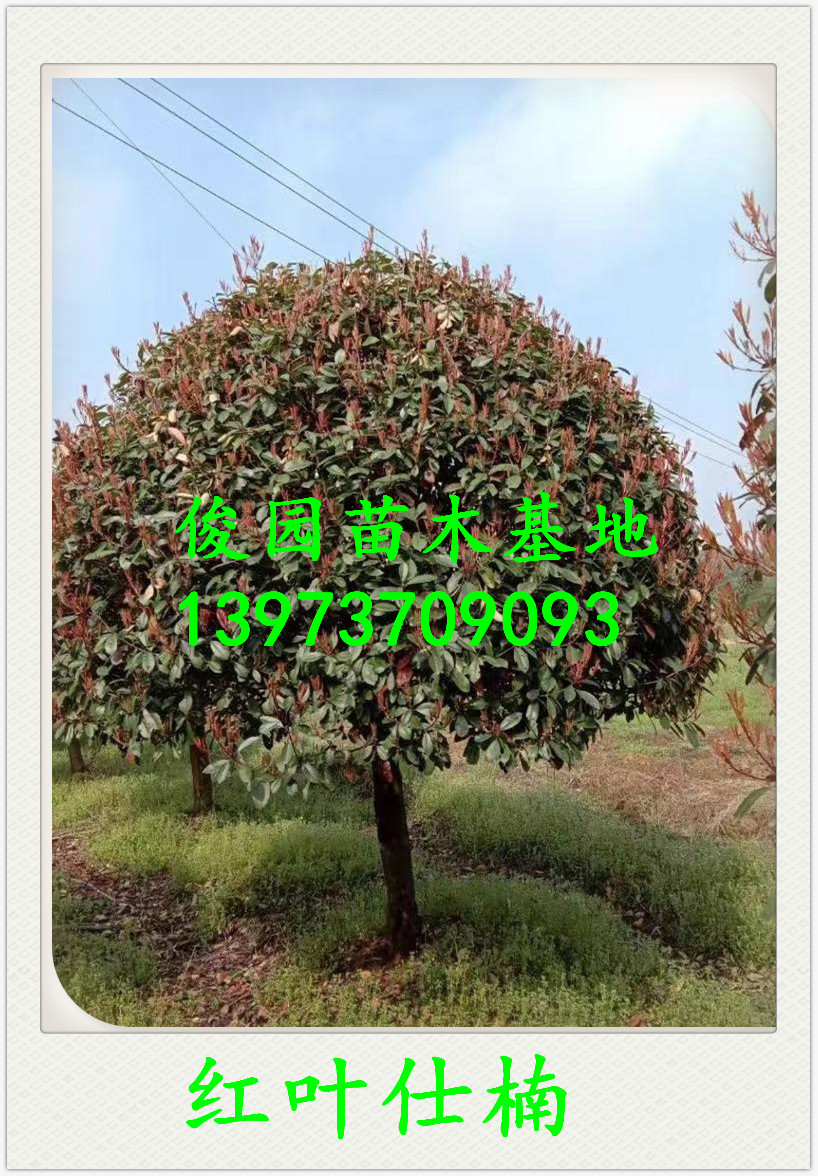 益陽紅葉仕楠種植基地，湖南益陽紅葉仕楠批發(fā)，湖南紅葉仕楠批發(fā)