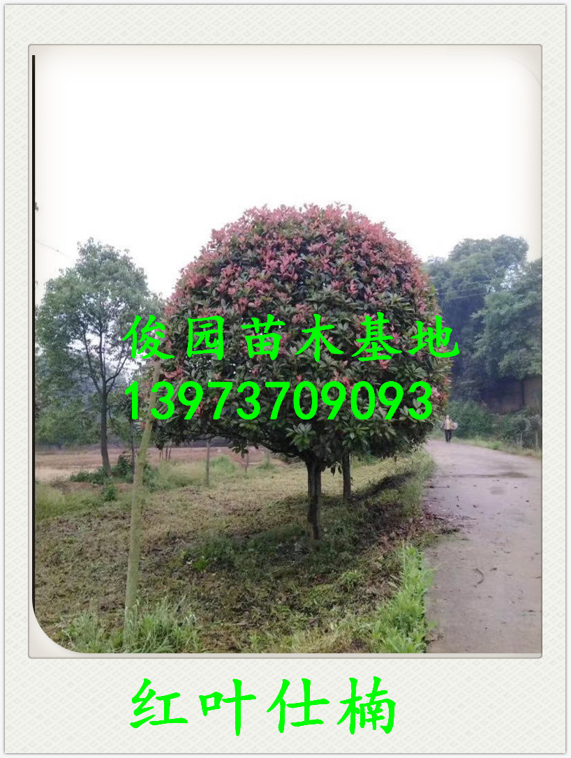益陽紅葉仕楠種植基地，湖南益陽紅葉仕楠批發(fā)，湖南紅葉仕楠批發(fā)