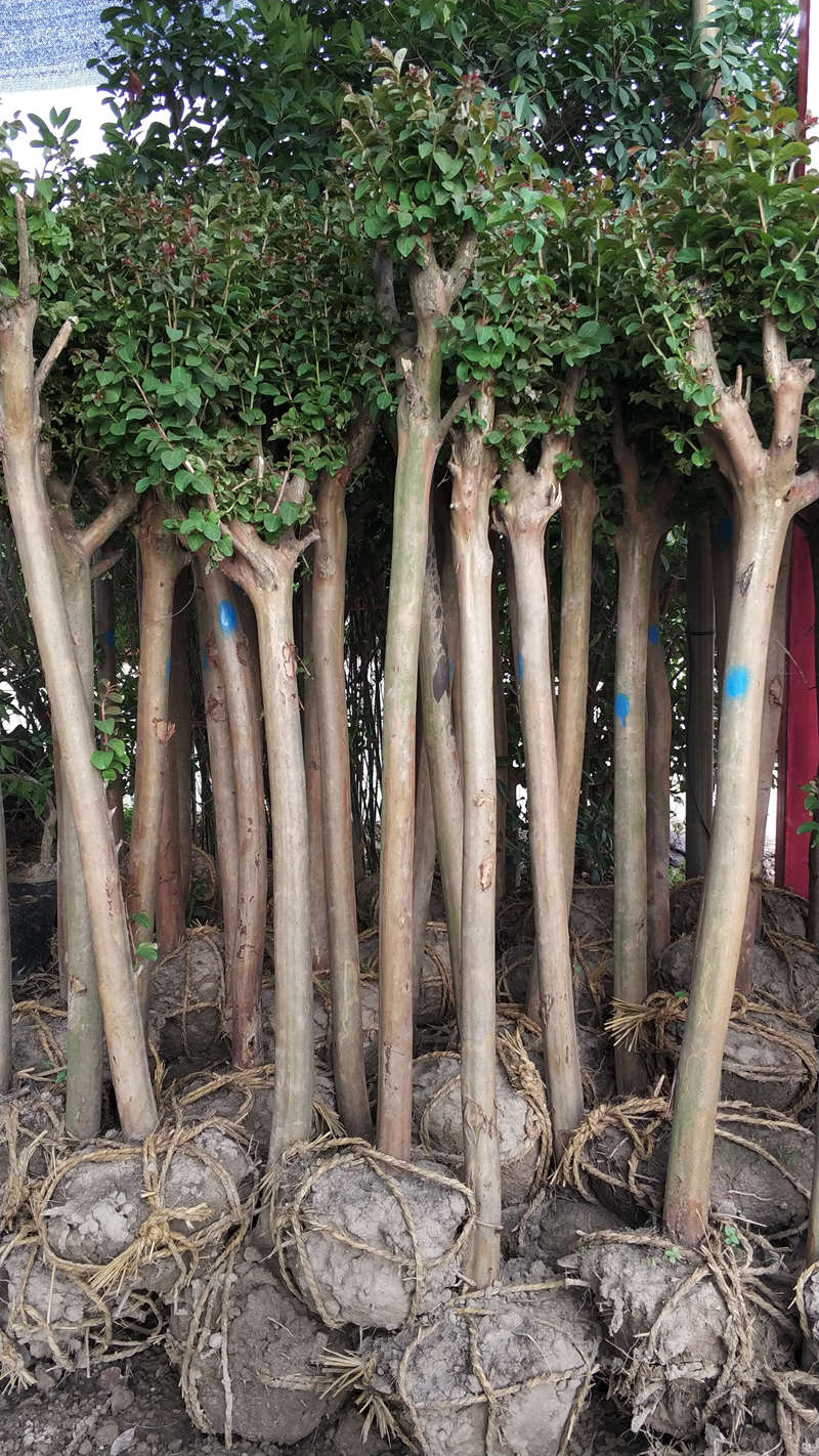 武漢綠化公司綠化養(yǎng)護(hù)費(fèi)用草坪全年養(yǎng)護(hù)管理方案，綠化養(yǎng)護(hù)管理