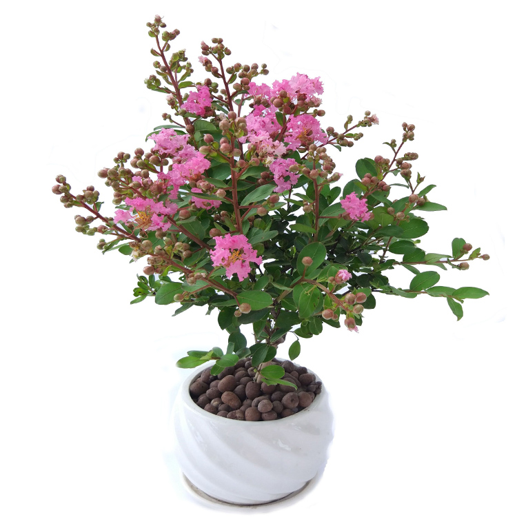 武漢綠化公司綠化養(yǎng)護(hù)費(fèi)用草坪全年養(yǎng)護(hù)管理方案，綠化養(yǎng)護(hù)管理