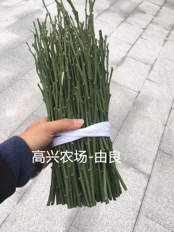 優(yōu)質(zhì)由良苗 *由良枝條基地