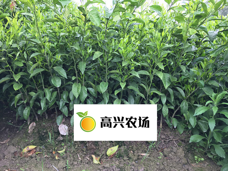 優(yōu)質(zhì)由良苗 *由良枝條基地